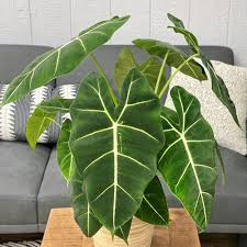 Image result for Alocasia