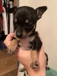 Ask questions and learn about chihuahuas at nextdaypets.com. Chihuahua Puppies Nex Tech Classifieds