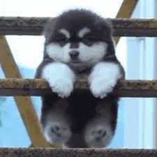 Click to select a file or drag it here (jpg, png, gif) tap here to select a file (jpg, png, gif). Fatdog Funnydog Gif Fatdog Dog Funnydog Discover Share Gifs Puppies Dogs Gif