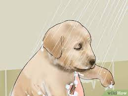 Appelazijn Gebruiken Bij Honden Wikihow