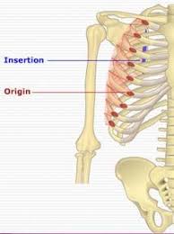 Facts, anatomy & mapping project. Mss Anatomy From Getbodysmart 2 Flashcards Quizlet