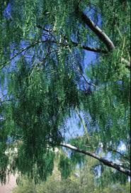 Image result for Prosopis glandulosa
