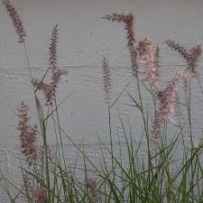 Pennisetum Karley Rose Herbe Aux Ecouvillons Des Panicules Plumeuses Constituees D Epis Cylindriques En Forme D Ecouv Graminees Feuillage Epis De Mais