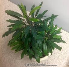 Maybe you would like to learn more about one of these? False Aralia Plerandra Elegantissima Galaxy Garden Org