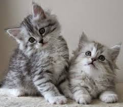Mutlu Patilerr Uzun Tuylu Kedilerde Tuy Bakimi Bakimi Kedilerde Mutlu Patilerr Tuy Tuylu Uzun Cute Kittens Cok Sirin Hayvanlar Kedileri Seviyorum