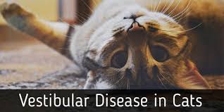 Diseases causing peripheral vestibular dysfunction. Vestibular Disease In Cats Cat World