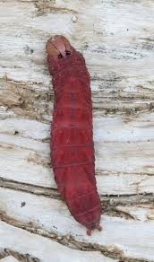 Black And Red Caterpillar Michigan Red Caterpillar Heterocampa Umbrata Caterpillar Red Animals