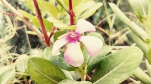 Other symbols they carry are trust, hope and clarity and have been documented among those practicing meditation as a sign of protection, purity and energy in hopes of enlightenment. Flower Earth Day Earth Green Nature Planet Spring Leaf Symbol Protection Event Pikist