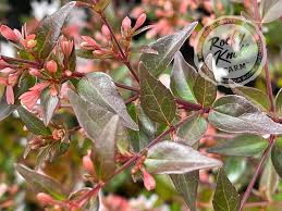 Image result for Berlinia grandiflora