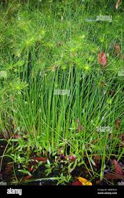 Image result for Cyperus sp. (ex Mariscus sp.no.1)