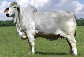 All about the brahman cattle breed, information, characteristics, temperament, milking,skin,meat, health , care, raising, breeding,feeding, breed associations,where to buy and much more. American Brahman Cattle Was The First Breed Of Beef Cattle Developed In The United States In The Early 1900s As A Result Of Crossing Cattle Beef Cattle Breeds