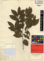 Image result for Diospyros abyssinica