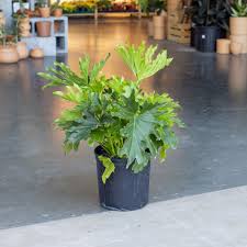 Image result for Thaumatophyllum bipinnatifidum