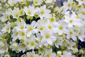 Clematis blue angel awarded the 'award of garden merit' by the rhs in 2002 bred by brother stefan franczak, a monk who for more than 50 years has been gardener at the jesuit theological college in warsaw. How To Prune Clematis Hgtv