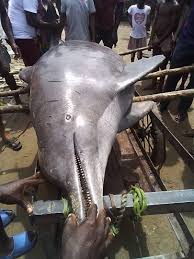 See the 'big' Dolphin fishermen caught in Rivers state (photos)