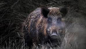1 sanglier et 1 chevreuil pour philippe. En Plein Confinement Les Chasseurs Autorises A Chasser Au Nom De L Interet General Fondation 30 Millions D Amis