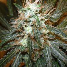 Atomic Northern Lights Hybrid Cannabis Marijuana Weed Strain Info And Seeds