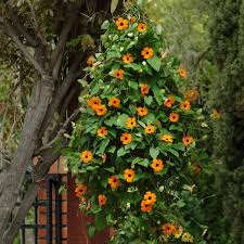 Image result for Thunbergia