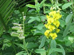 Image result for Crotalaria retusa