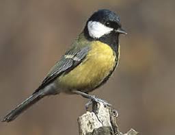 Image result for Kohlmeise vogelhouse