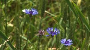 Azzurra ma spesso anche blu, l'ortensia è un fiore molto noto e apprezzato. Fiordaliso Orzo Toscana Italia Rm Clip 920 725 070 In Hd Framepool Stock Footage