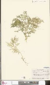 Image result for Selaginella kalbreyeri