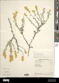 Image result for Hermannia boraginiflora