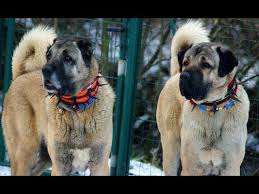 Muhtesem Ikililer Spectacular Couples Kangal Malakli Boz Yoruk Akbas Capar Ve Anadolu Coban Youtube