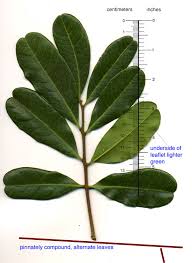 Image result for Cupaniopsis