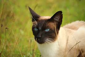 Rare cat breeds, who doesn't want a cat that is hard to find? The 5 Most Beautiful Cat Breeds From Thailand