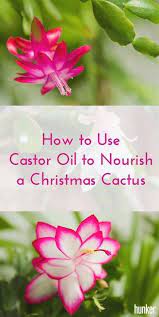 Garden Clippers For Women Gardening Mama Forest Friends 3ds Max Tutorials Woman Vegetable Gardeni Christmas Cactus Christmas Plants Christmas Cactus Plant