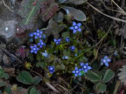 Image result for Siphonochilus parvus