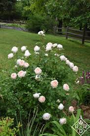 David austin roses lichfield angel eglantyne evelyn rose marie. A Very Rosy Spring Red Dirt Ramblings