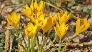 Il narciso è un fiore dalla potente fiori gialli piccoli in nome dei fiori: Lo Zafferanastro Giallo Sulla Nostra Murgia Una Pianta Solo Da Ammirare Il Quarto Potere