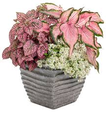Full sun to part sun. 20 Durable Plants For Hot Weather Proven Winners