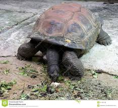 Big turtle stock image. Image of animal, environment - 51195109