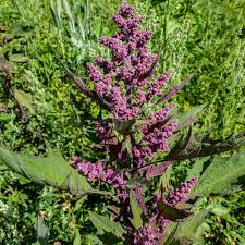 Image result for Chenopodium giganteum