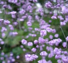 Image result for Thalictrum