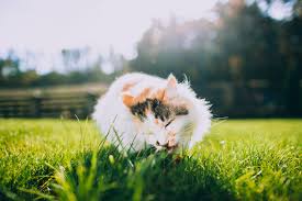 Some cat could get attracted to the parsley in your garden. Why Do Cats Eat Grass Catwatch Newsletter