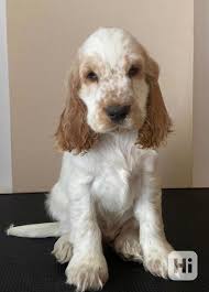 Image result for anglický kokršpaněl