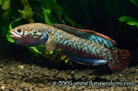 Channa Bleheri Aquaticquotient Com Photo Gallery Snakehead Fish Fish Aquarium Fish