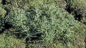 Image result for Gnaphalium polycaulon