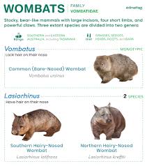 Image result for Common wombat