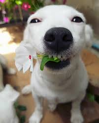 Maybe you would like to learn more about one of these? Smiling Dogs Gifs 30 Animated Pics Of Cute Dog Smiles
