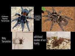 Tarantula advent calendar day 25. Unboxing Our New Baby Chilean Flame And Chaco Golden Knee Tarantula Exotic Pets Youtube