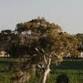 Juniper Sparkling Vineyard Dinner event image