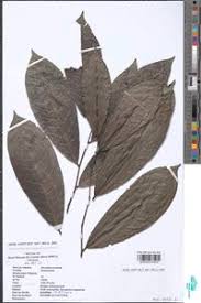 Image result for isolona