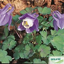 Image result for Aquilegia flabellata ministar