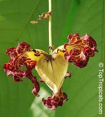 Image result for Monodora junodii