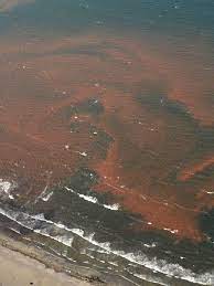 Red tide is also affecting sarasota county. The Dangers Of A Red Tide